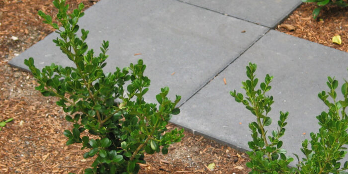 Quadro Sidewalk Pavers - Charcoal 400 x 400 Pavers